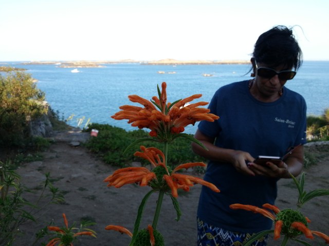 fleurs dont je me rappelle plus le nom (je n'ai pas l'appli)